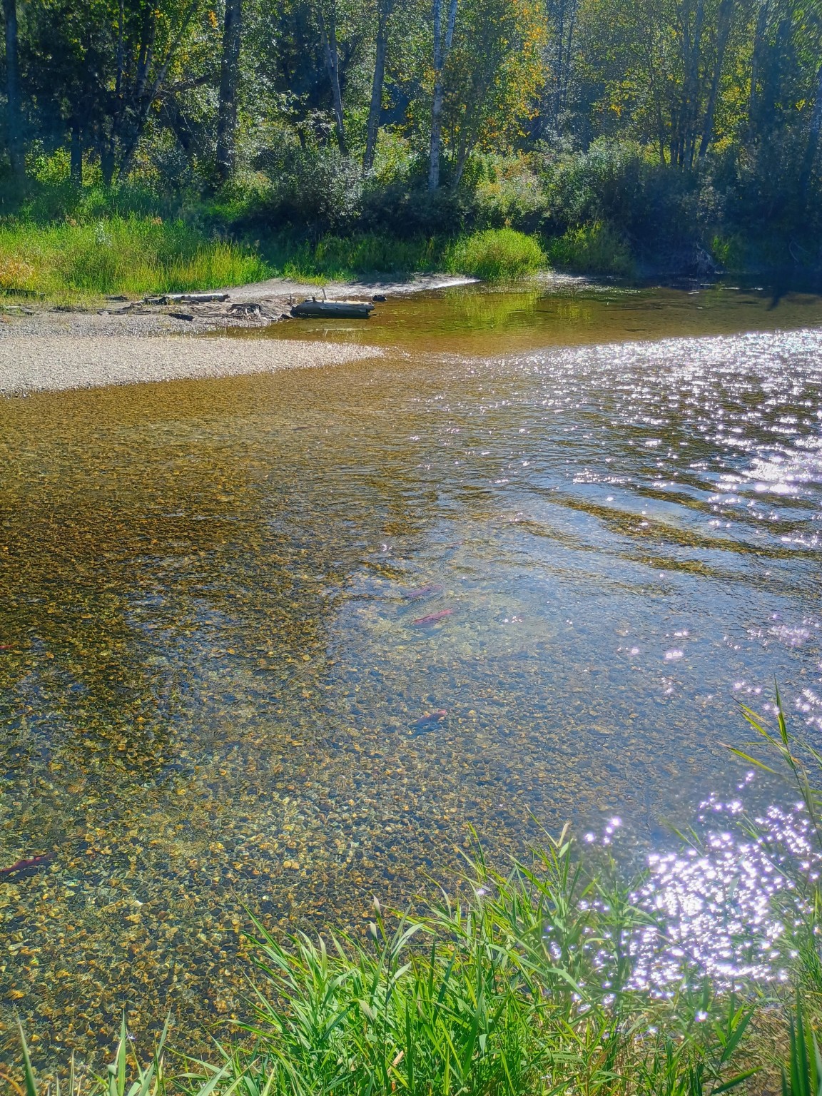 Clear water and a quiet beach along the river